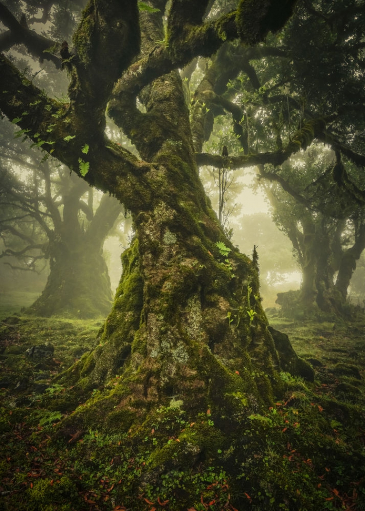 Yarışmanın Yalnız Ağaç Ödülü kategorisinde birinci seçilen Alman fotoğrafçı Anke Butawitsch'in Madeira Adası'nda çektiği fotoğraf.
