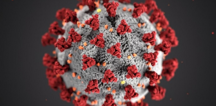 Koronavirüsün insan hücrelelerine nasıl girdiği çözüldü