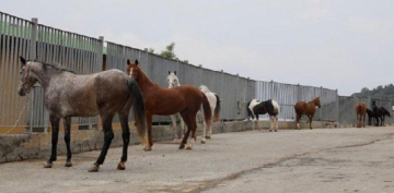 İBB'den Tarım Bakanlığı'na yanıt: Kayıp atların sorumluluğu sizde