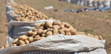 Patates bir yılda yüzde 342 zam yedi