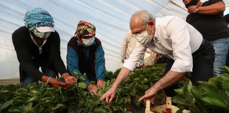 Kılıçdaroğlu Aydın'da çilek hasadına katıldı