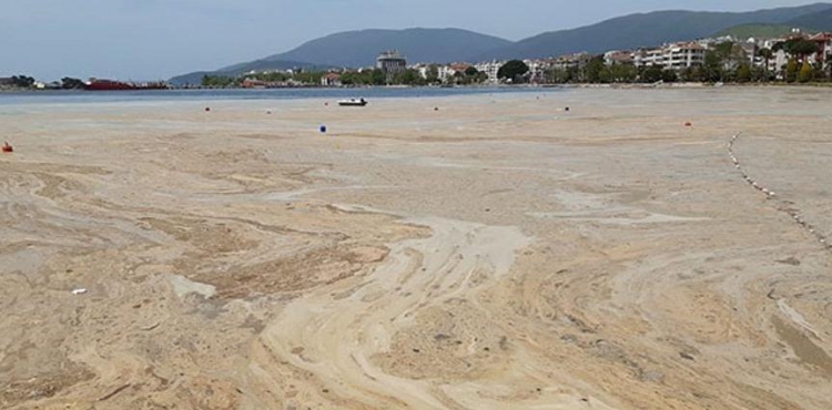 Marmara'da müsilaja karşı eylem planı açıklandı